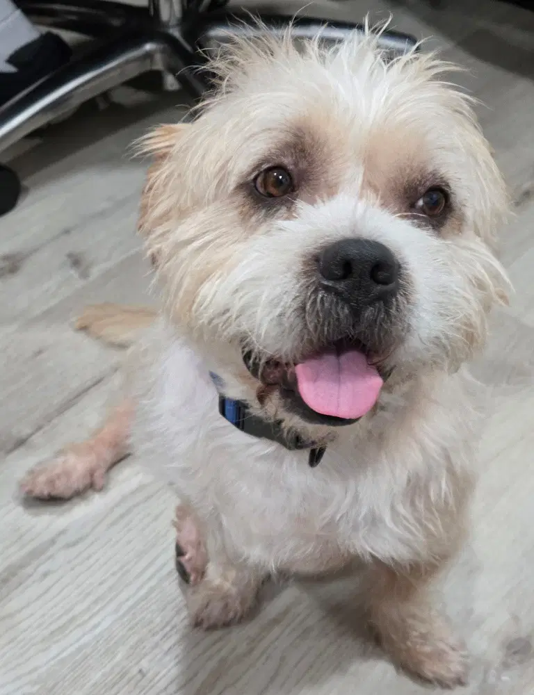 Tank The Man - Shih Tzu