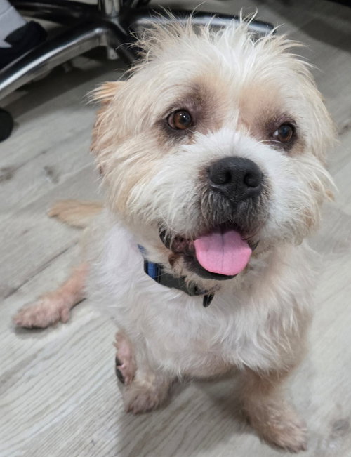 picture of the dog needing adoption
