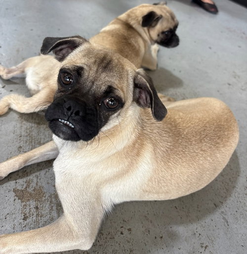 picture of the dog needing adoption