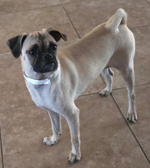 PUDDIN' - Pug available for adoption