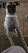 Puddin' - Photo 3