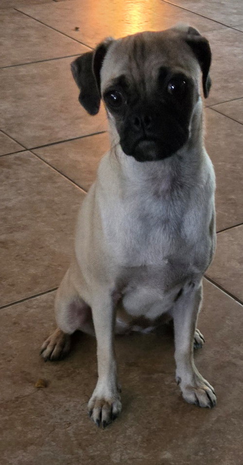 picture of the dog needing adoption