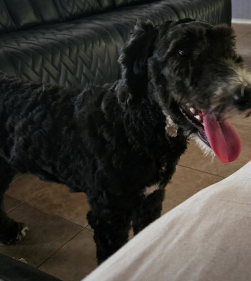 picture of the dog needing adoption