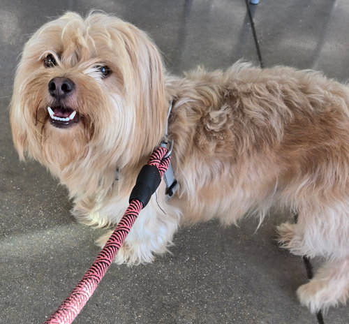 picture of the dog needing adoption
