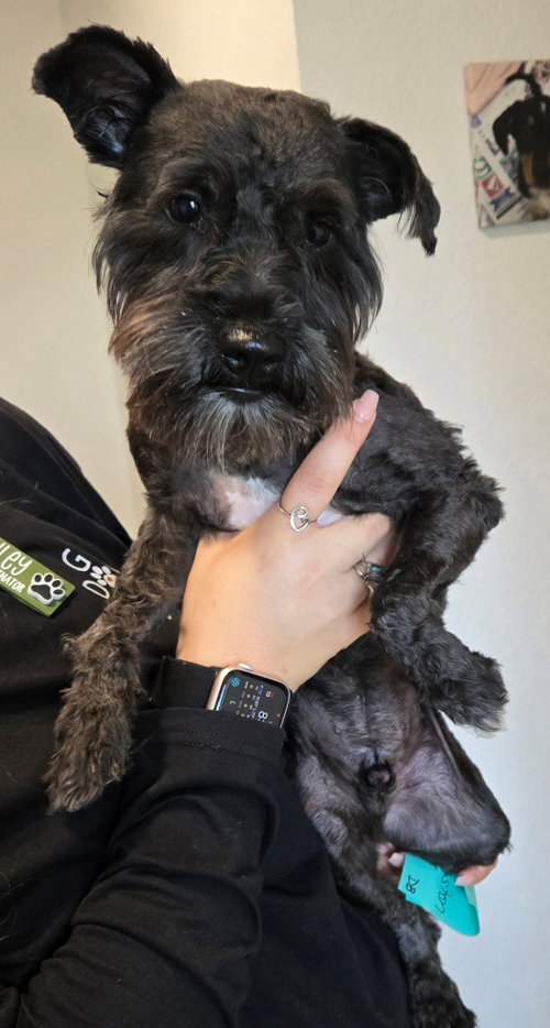 picture of the dog needing adoption