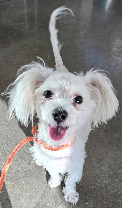 picture of the dog needing adoption