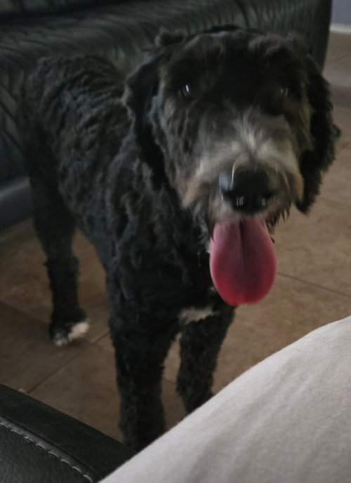picture of the dog needing adoption