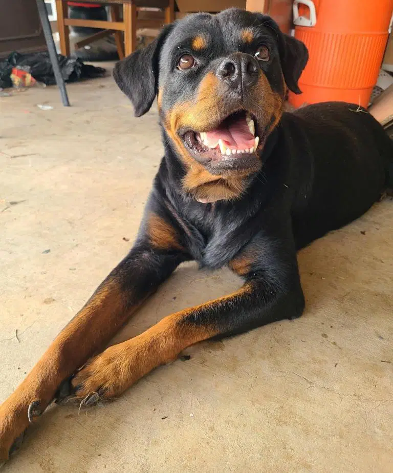 Bubbles - Rottweiler