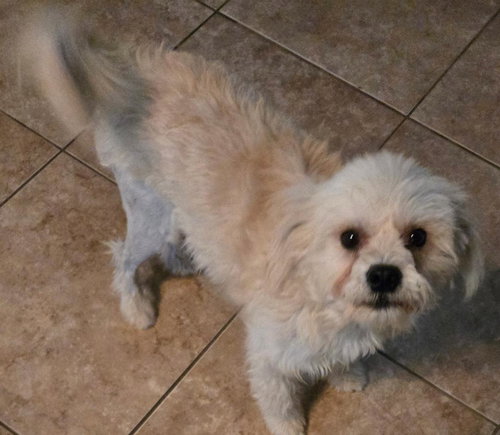 picture of the dog needing adoption