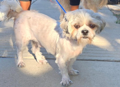 picture of the dog needing adoption