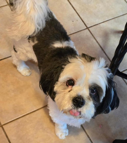 ROCK - Shih Tzu available for adoption