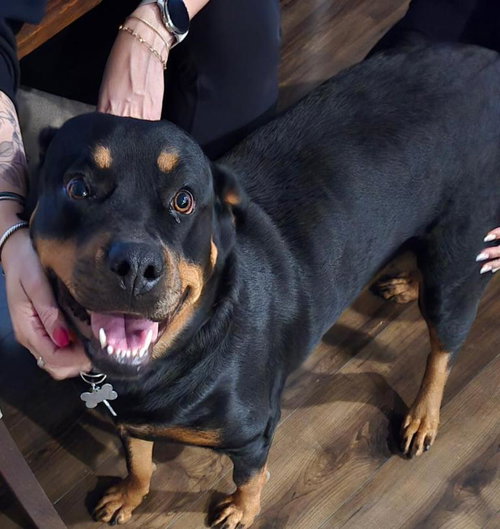 picture of the dog needing adoption