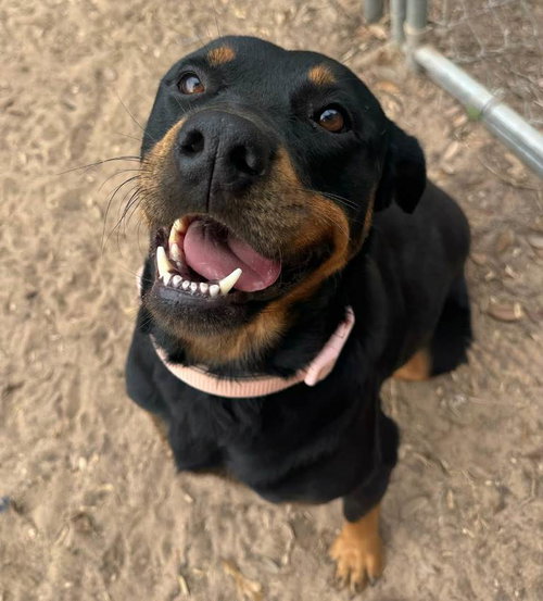picture of the dog needing adoption