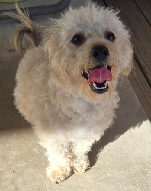picture of the dog needing adoption