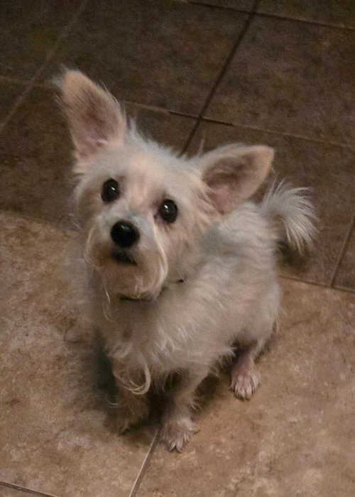 picture of the dog needing adoption