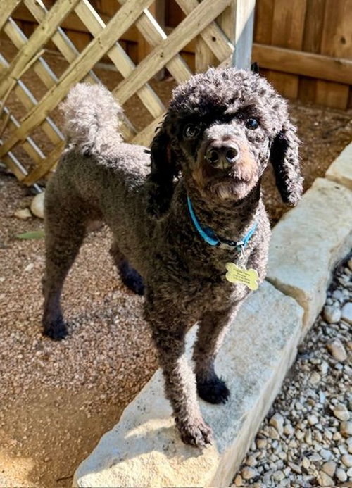 picture of the dog needing adoption