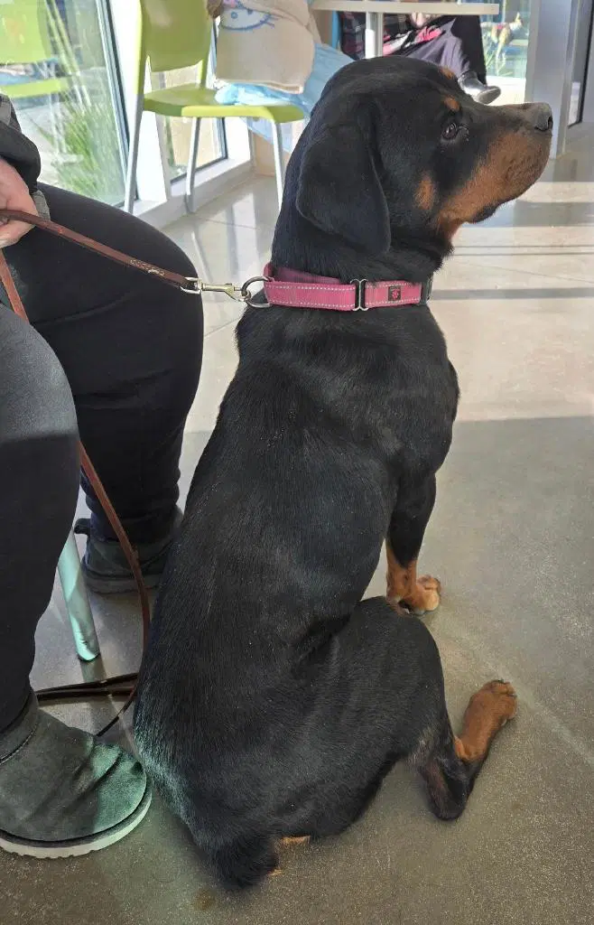 Penny image 2