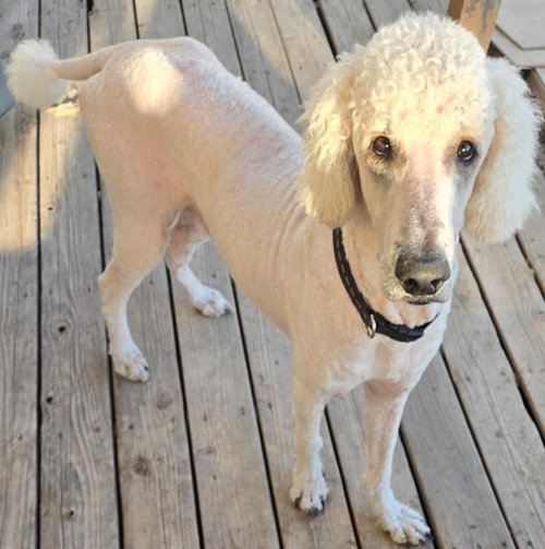 picture of the dog needing adoption