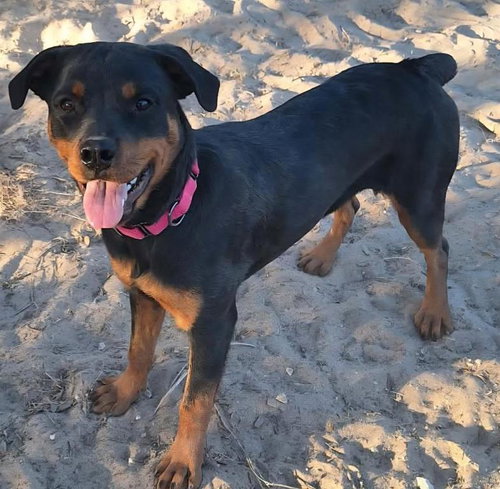 picture of the dog needing adoption