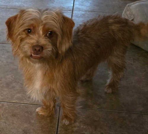 picture of the dog needing adoption