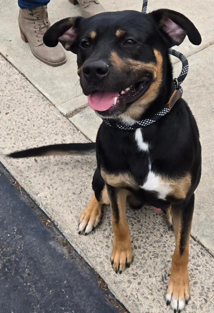 Rudy - Rottweiler