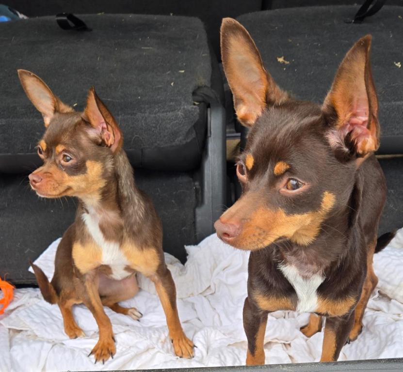 Coco & Canela