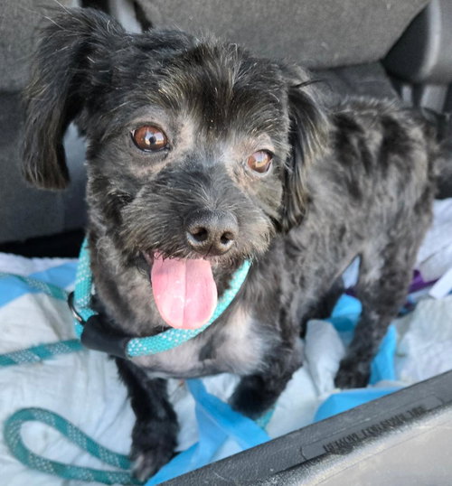 picture of the dog needing adoption