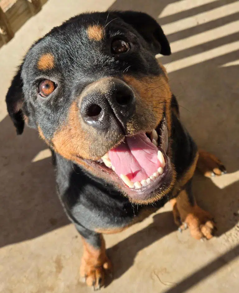 Meadow - Rottweiler