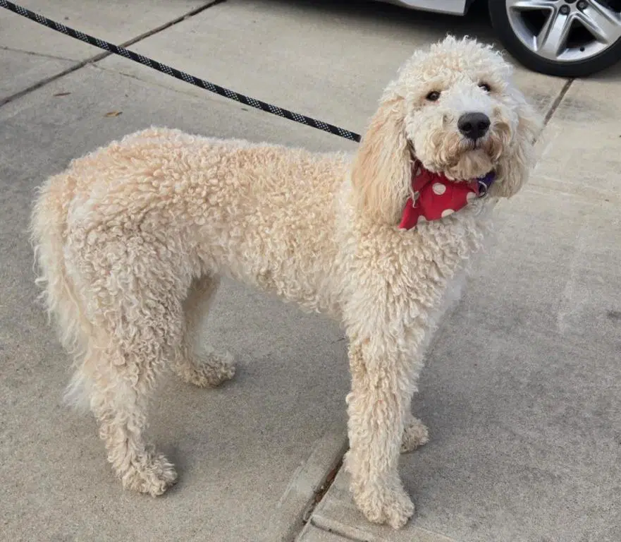 Birdie - Poodle (Standard)