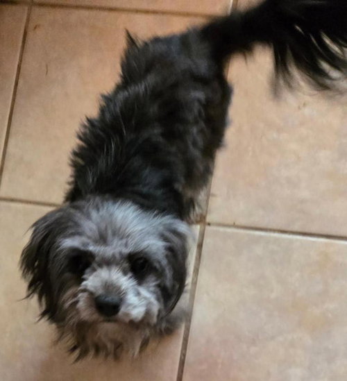 Darcy, an adoptable Maltese in San Antonio, TX