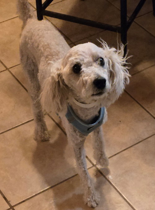 Nico, an adoptable Poodle in San Antonio, TX