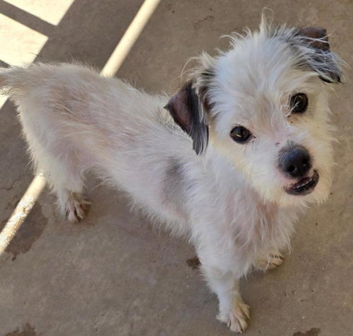Taco, an adoptable Norfolk Terrier in San Antonio, TX