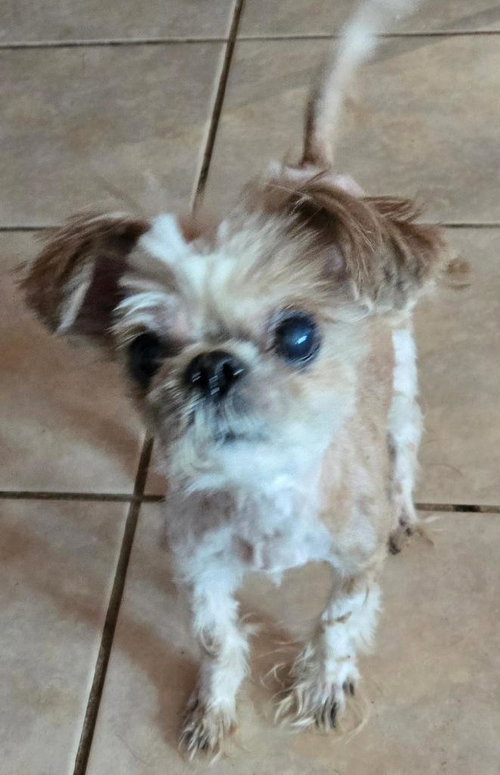 Queenie, an adoptable Shih Tzu in San Antonio, TX