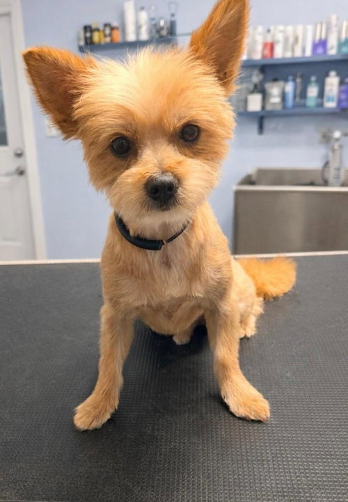 Champ, an adoptable Yorkshire Terrier Yorkie in San Antonio, TX