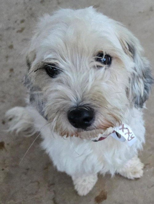 picture of the dog needing adoption