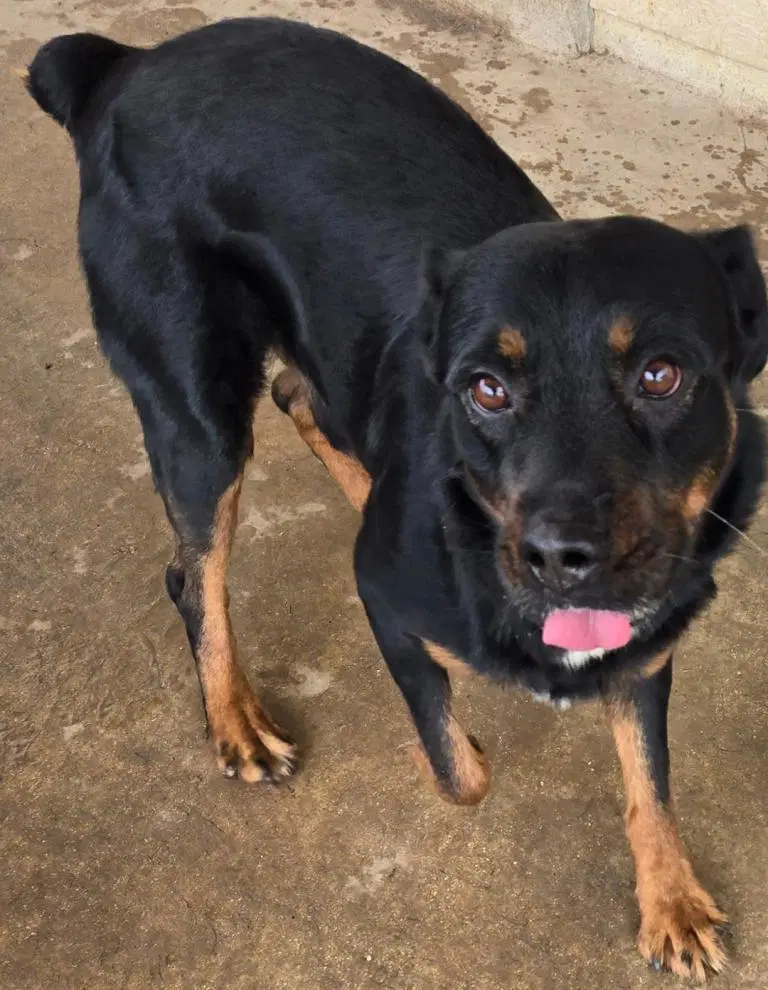 Skip - Rottweiler