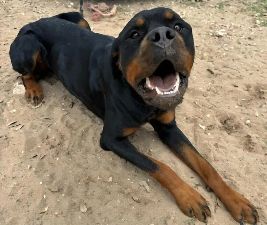 Maximus image 3