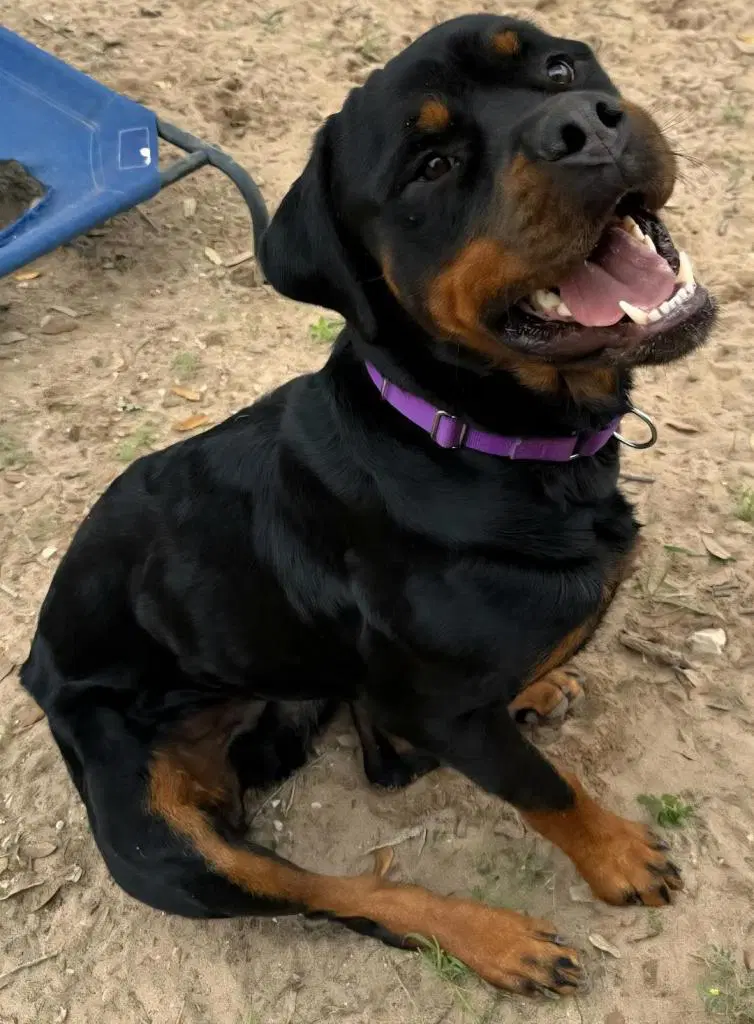 Maximus image 4