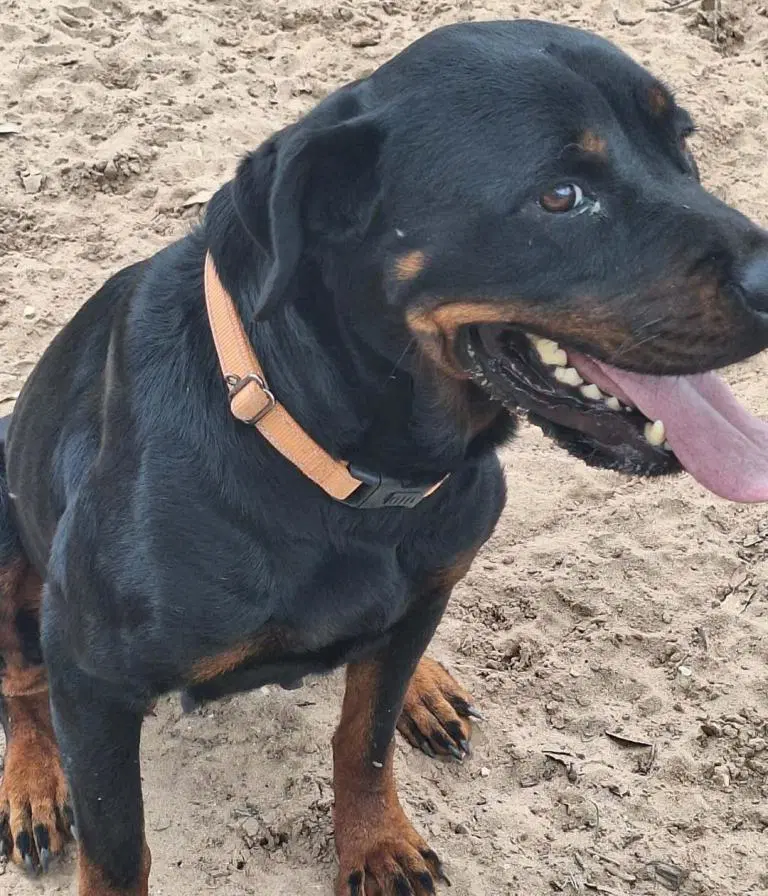 Buttercup - Rottweiler