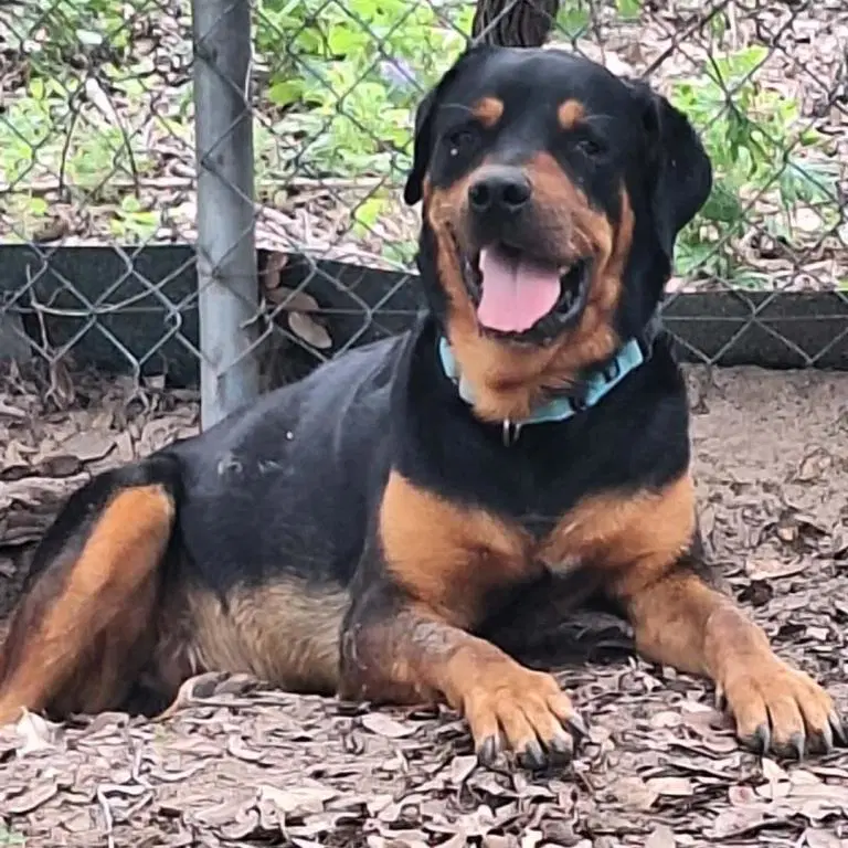 Hunter - Rottweiler