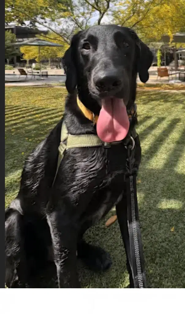 Lefty - Labrador Retriever
