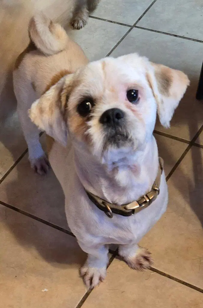 Gizmo - Shih Tzu