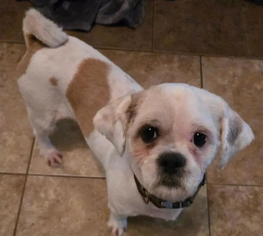 Gizmo image 2