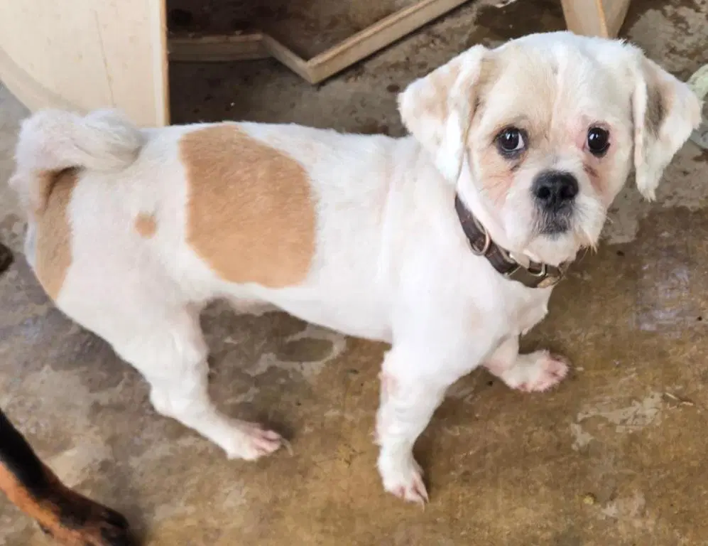 Gizmo image 3