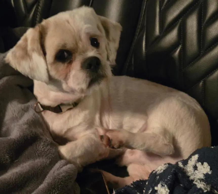 Gizmo image 4