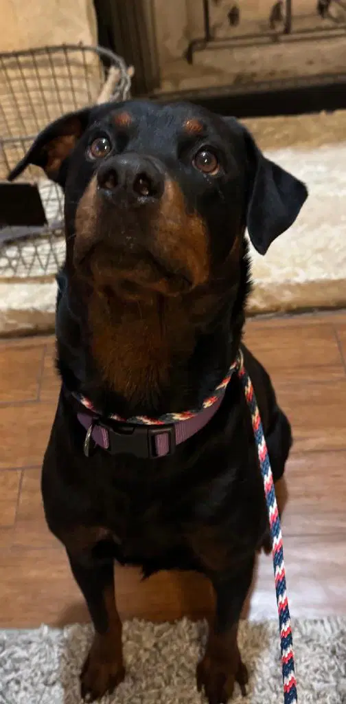 Mary - Rottweiler