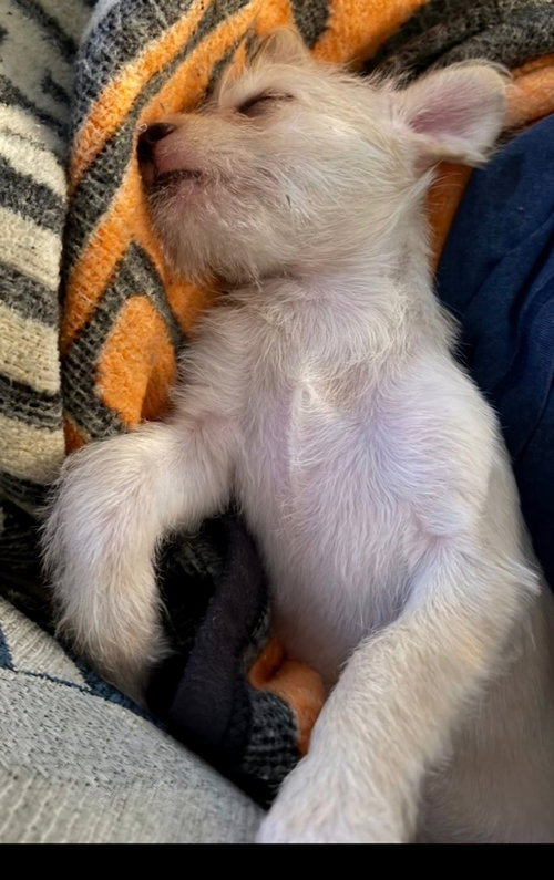picture of the dog needing adoption