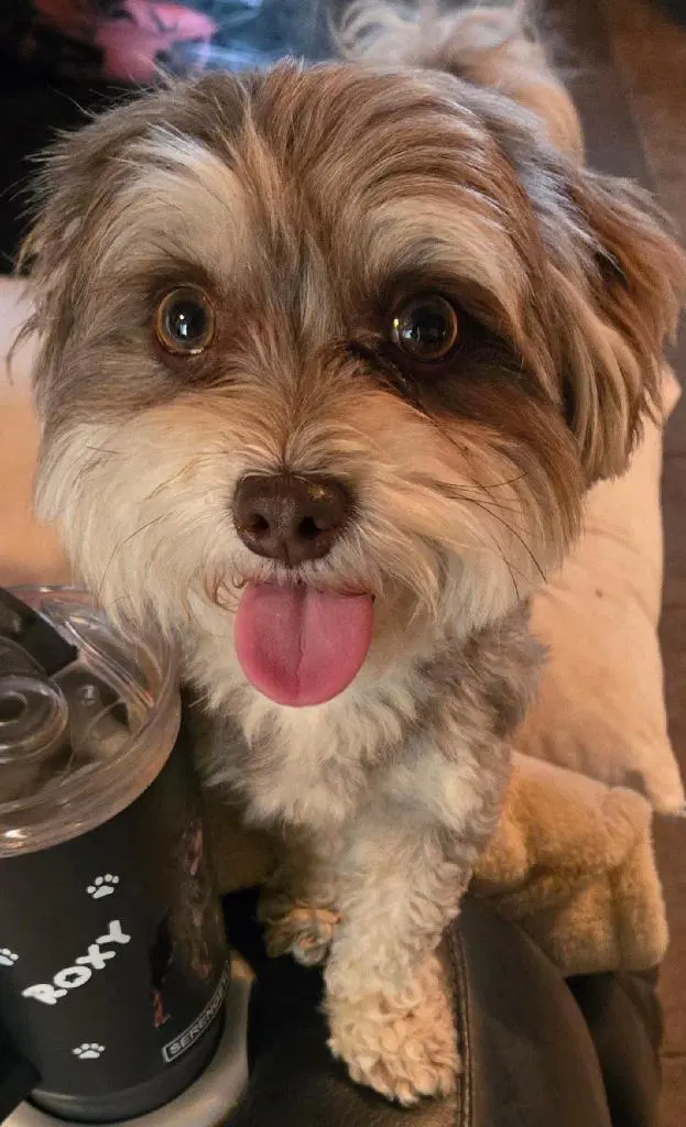 Tyler - Maltese/Poodle