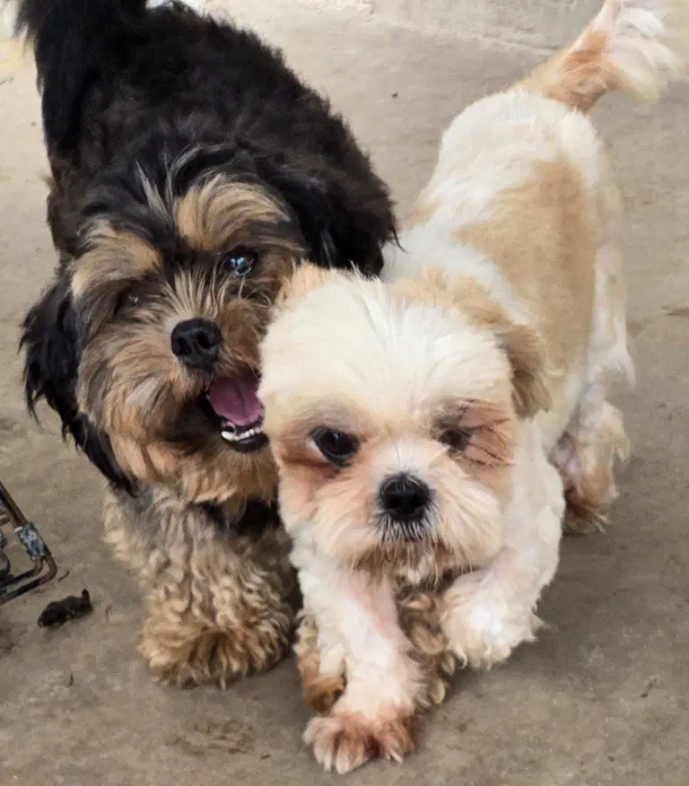 Ginger  Charlie - Shih Tzu