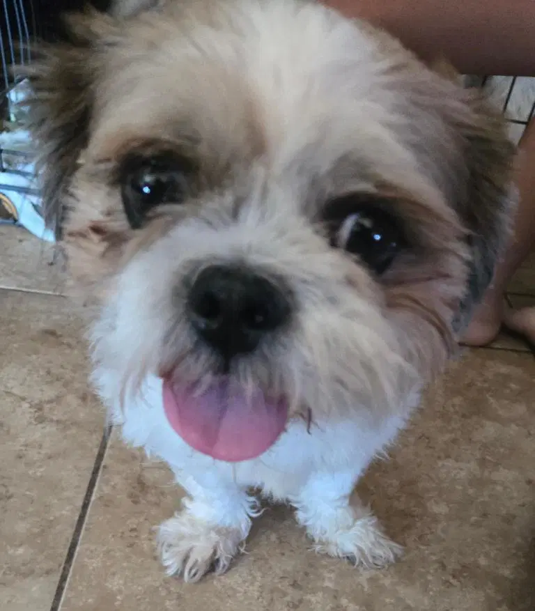 Barry - Shih Tzu